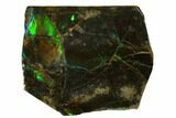 Iridescent Ammolite (Fossil Ammonite Shell) - Alberta, Canada #175184-1